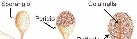 MIXOMICETI, o