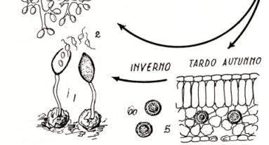 OOMICETI, o muffe d acqua Ciclo biologico