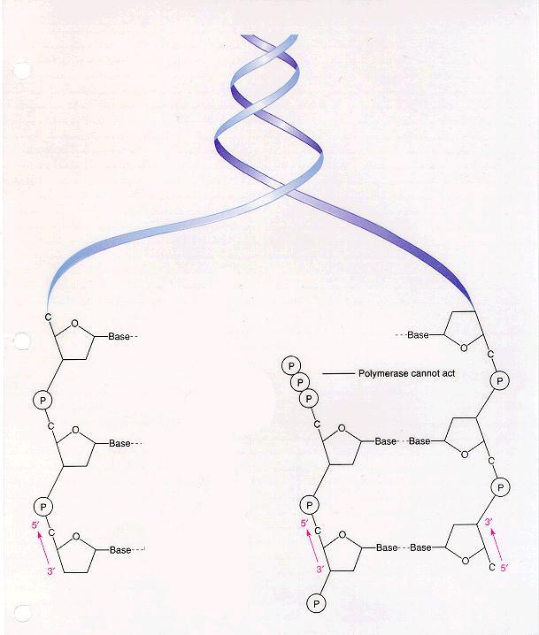 Il dogma centrale della biologia molecolare: il flusso dell informazione La