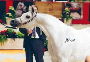 Lumiar Bint Balzac Top Ten Mares Mahala Top Ten Mares M A Scarlet Top Ten Mares Pistoria Top Ten Mares Myra (Marwan Al Shaqab x ZT Ludjlaaba),