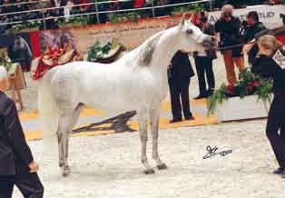 the Al Mohamadiah Stud (KSA).