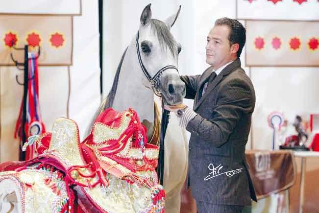 Baanderos Gold Medal Colts x Marbatel), presentata da Paolo Capecci e di proprietà della Dubai Arabian Horse Stud (UAE).