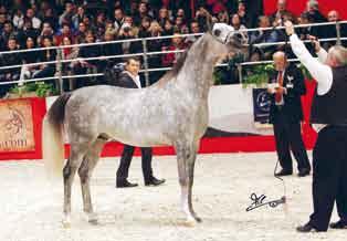 Kabsztad Top Ten Colts Lord Bey Shah Top Ten Colts Mva Colour Me Cool Top Ten Colts Rohe Lateef Top Ten Colts prodotto di Marwan Al Shaqab, il *QR Marc