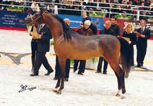 Second place for the bay *Marwan Al Shaqab (Gazal al Shaqab x Little Liza Fame) what can we say about him that has not been said yet?