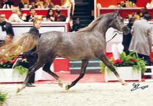 Third place for *Grafik (Eukaliptus x Gaskonia) presented by Mariusz Liskiewicz and owned by the Polish Michalow Stud.