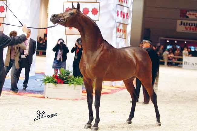 Marwan Al Shaqab Gold Medal Stallions tro anni in su, ha conquistato il primo posto un altro protagonista indiscusso negli show più significativi dell anno.