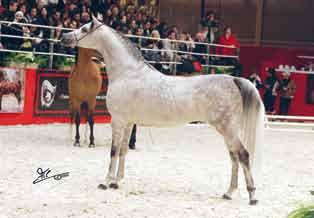 esparto Top Ten Stallions Grafik Top Ten Stallions Imperial Baareg Top Ten Stallions Poganin Top Ten Stallions Secondo posto per il baio *Marwan Al Shaqab