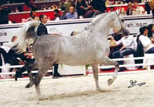 Ogni commento a questa categoria sembrerebbe superfluo, due mostri sacri, rappresen- Mca magnum Gold Top Ten Stallions Stadnina Koni Yanow Podlaski (PL).