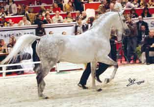 Silver medal, and Reserve title for the mare that finished fourth in the third category, the magnificent and über-famous *Venetzia (Versace x Giavanna)
