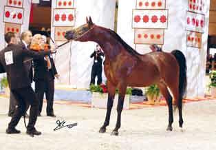 Bronze Medal for the stunning *Martinique, with two preferences as Reserve Champion, presented by Paolo Capecci and owned by the Dubai Arabian Horse Stud