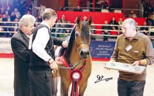 The Reserve Title, the Silver Medal, the Best Head award among males offered by the Al Mohamadiah Stables (KSA) and the Best Male Straight Egyptian award offered by the Al Pianissima Best Breeder &