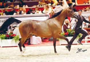 The winner of section A was the black *Magnum Madonna (Magnum Psyche x Tai Bey Britney) presented by Michael Byatt and owned by Mr. Paul Gheysens (B).