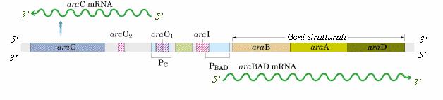 STRUTTURA DELL OPERONE ARABINOSO