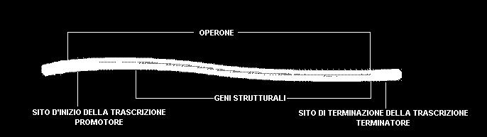 LA REGOLAZIONE DELL ESPRESSIONE GENICA HA LUOGO A LIVELLO DELLA TRASCRIZIONE OPERONE: insieme di geni che vengono