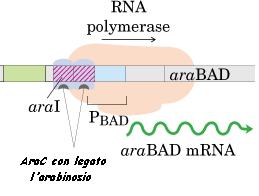 Ruolo della proteina AraC nella regolazione dell