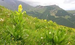 Genziana (Gentianae radix Ph.Eur.) Pianta madre: Gentiana lutea Gentianaceae. Descrizione: pianta erbacea dell area Alpina. Parte usata: le radici.