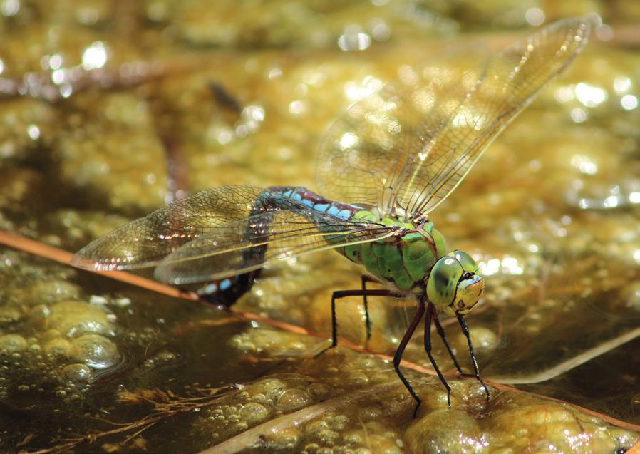 verdeazzuro e Dragone alpino). Purtroppo nel fondovalle gli spazi naturali adatti ad ospitare libellule sono molto esigui.