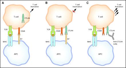 IPILIMUMAB (MDX-010): A fully human monoclonal antibody, an immunoglubulin IgG1κ antibody, genereted in transgenic mice with human