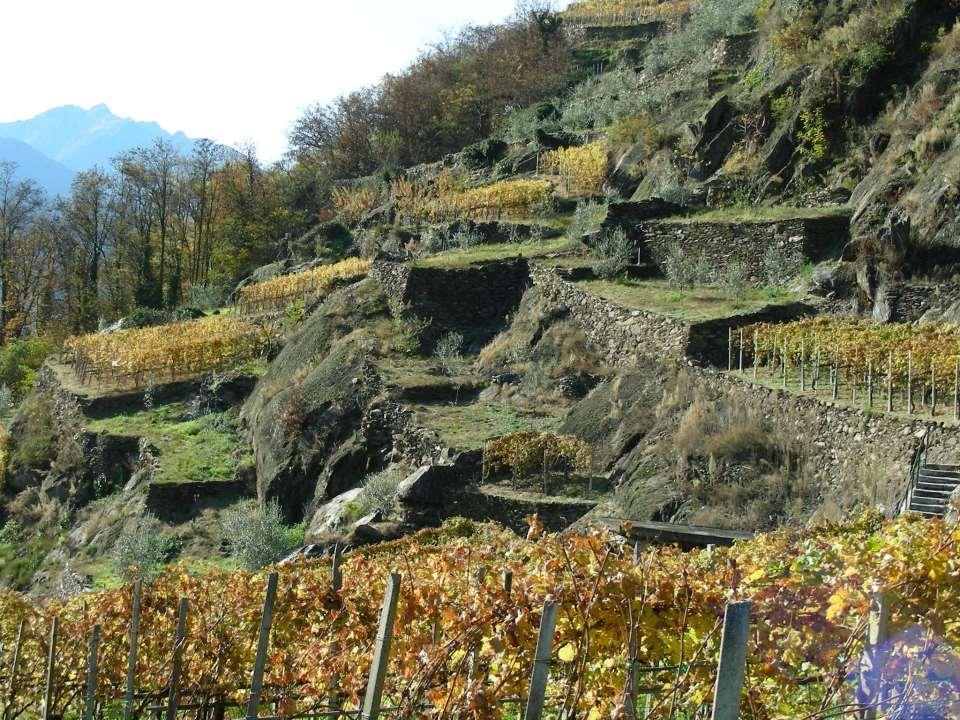 La Valtellina viti-vinicola Morbegno 08.04.
