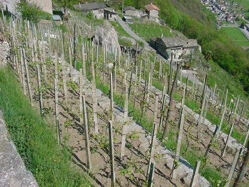 Le viti sono allevate su filari disposti a ritocchino.