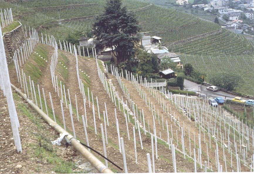 Terrazzamento a ciglione trasversale -lavorazioni secondo