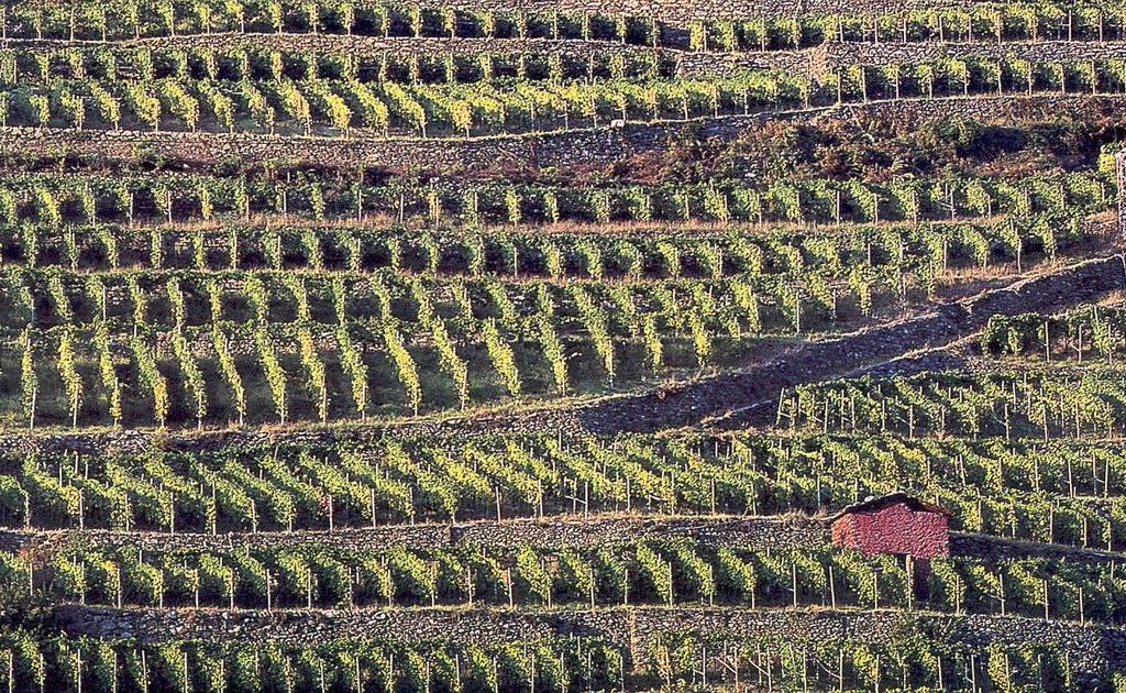 Valtellina viticola: dati generali Superficie coltivata a vite in Provincia di Sondrio 1970-2001 Anno 1970* 1982* 1990* 2001/2017 Superficie ha 2781 2298 1771 1020**/1200*** * Fonte: censimento