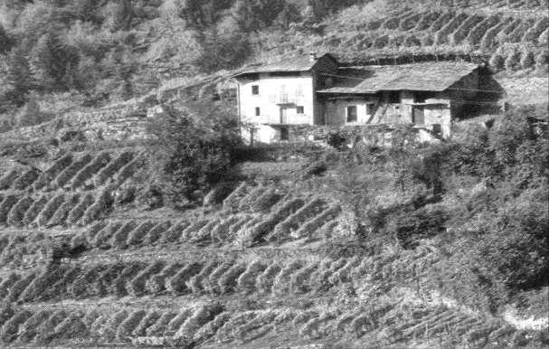 Nel 1200 la coltivazione della vite in Valtellina era