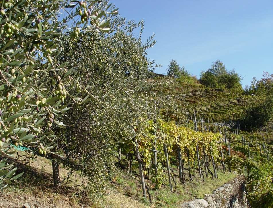 Promuovere una viticoltura che rispetti l ambiente assicurare la produzione sostenibile di uve sane di alta