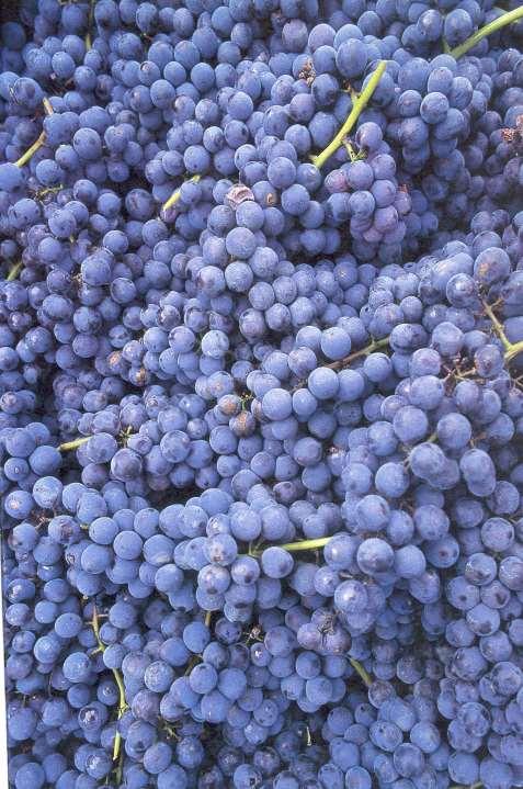 Il vitigno prevalente era la varietà Nebbiolo, localmente chiamata