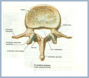 -Vertebre LOMBARI, presentano un corpo molto voluminoso a causa del peso che devono sopportare.