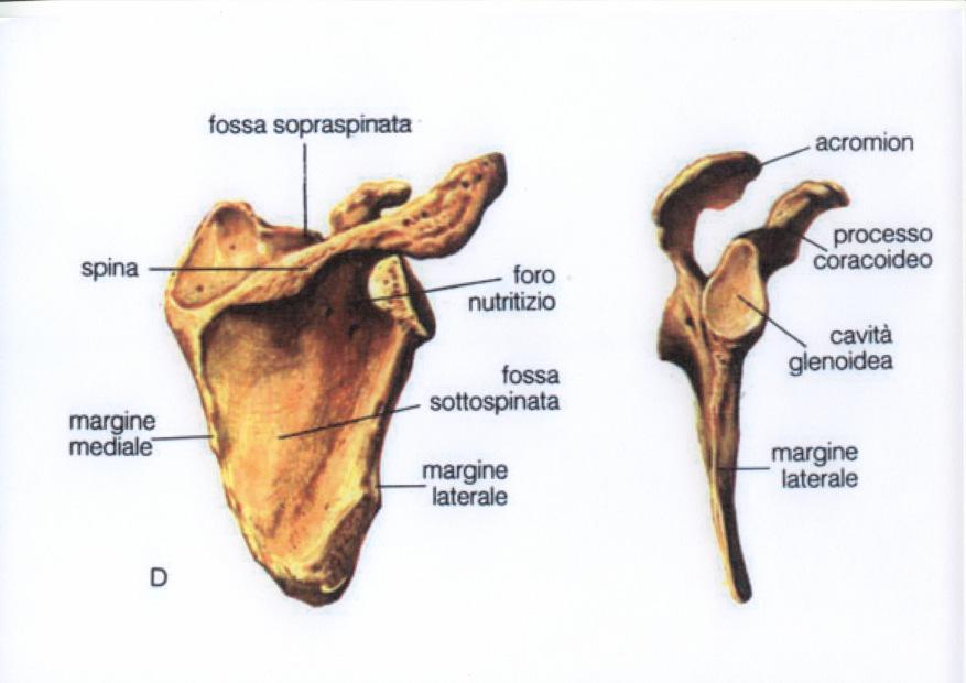 Ossa dell arto superiore Clavicola ha forma di s italica, presenta medialmente una faccia articolare sternale e lateralmente una faccia articolare acromiale.