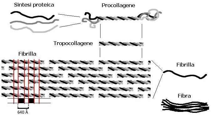 Collagene