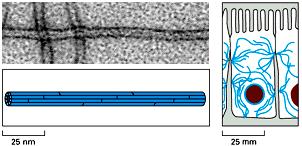 Filamenti intermedi (Actina) lamina nucleare Giunzione cellulare I filamenti intermedi sono fibre a forma di corda con un diametro di circa 10 nm sono costituiti da proteine dei filamenti intermedi,