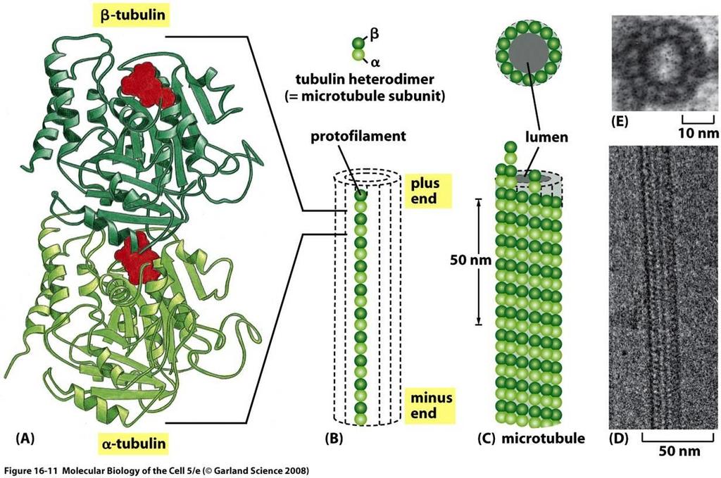 Microtubuli sono formati da una proteina globulare detta tubulina. Possono allungarsi aggiungendo dimeri di tubulina ad uno dei due estremi del microtubulo o accorciarsi togliendo dimeri di tubulina.