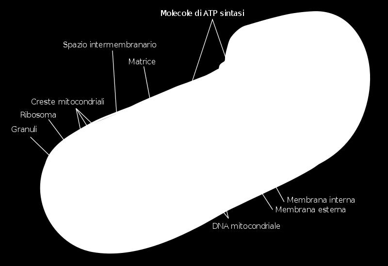 Spazio intermembrana. Contiene parecchi enzimi. Membrana interna. E ripiegata in numerose creste che aumentano di molto la sua superficie totale.