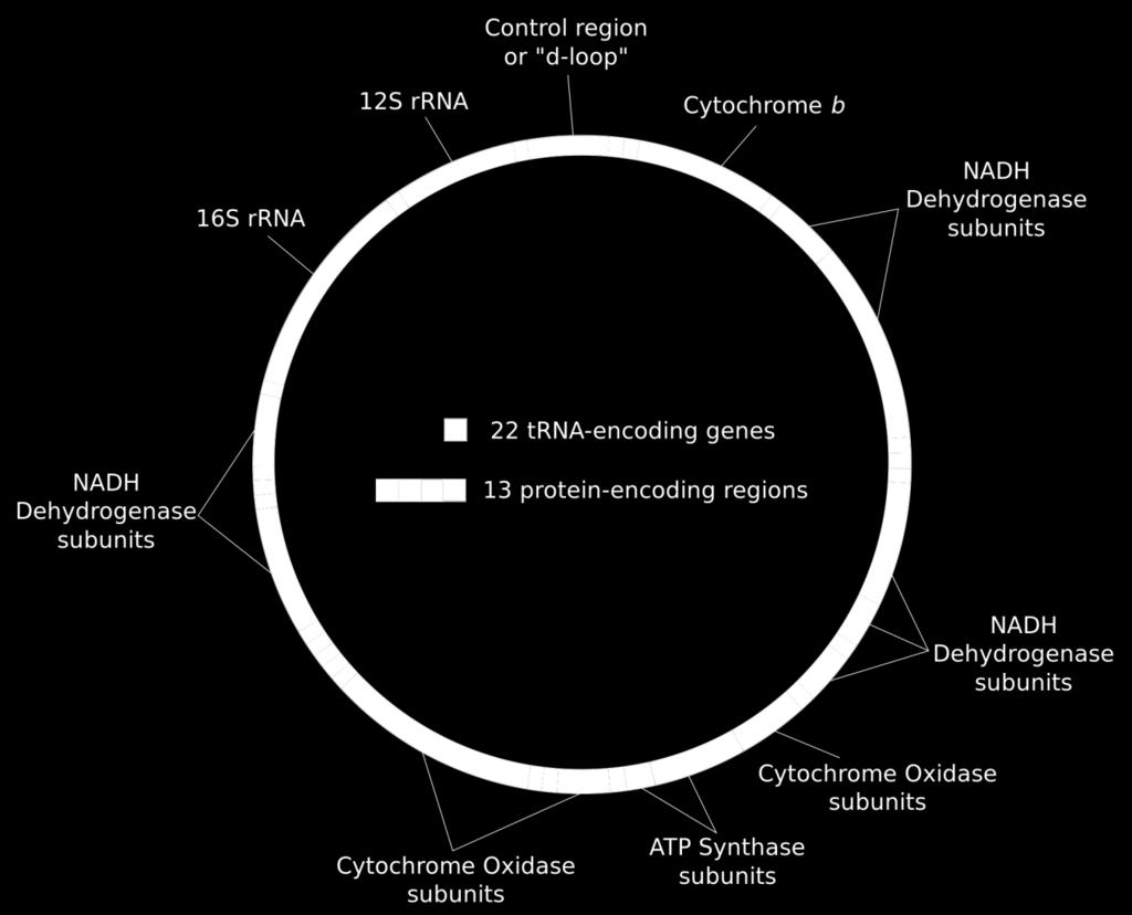 DNA Mitocondriale Nell'uomo il DNA mitocondriale consta di circa 16500 paia di basi e 37 geni (che codificano per 13 polipeptidi sintetizzati dal ribosoma mitocondriale, 22tRNA e 2 rrna), coinvolti