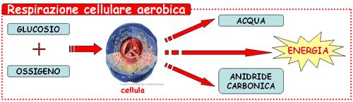 Funzione dei mitocondri Carboidrati, aminoacidi e acidi grassi introdotti come alimento dentro le