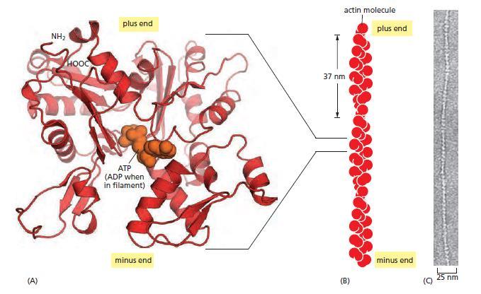 Microfilamenti sono strutture rigide formate da una particolare proteina globulare chiamata actina.