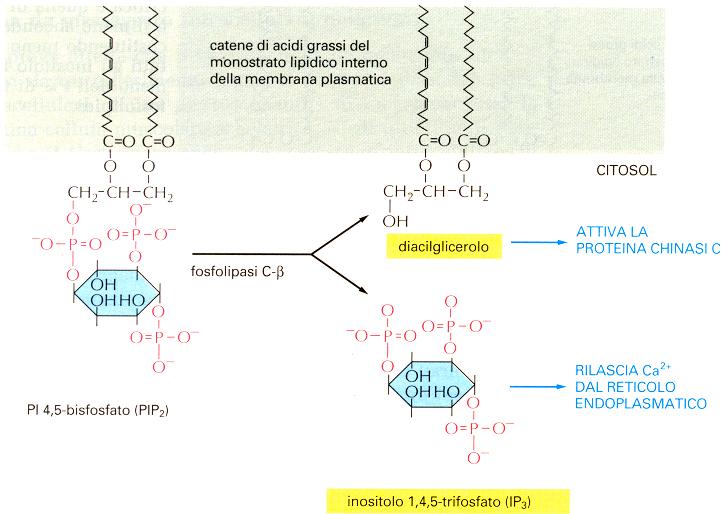 Le membrane cellulari: Ruolo dei