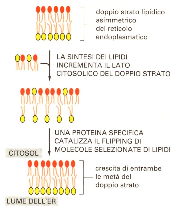 Le membrane cellulari: Sintesi dei lipidi di membrana Le flippasi Le