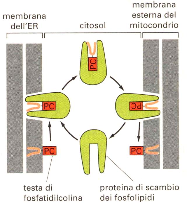 foglietti della membrana del reticolo endoplasmico Le proteine che
