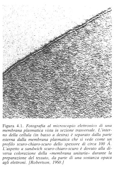 Le membrana plasmatica Delimitazione delle cellule Genesi del