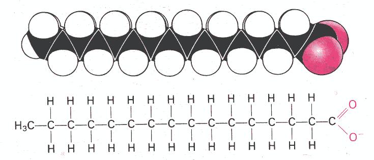 Le membrane cellulari: Modello spaziale di un doppio strato lipidico Teste polari Interno idrofobico (4 nm) Teste polari Interazioni idrofobiche Fosfolipidi Glicolipidi Colesterolo Oleato