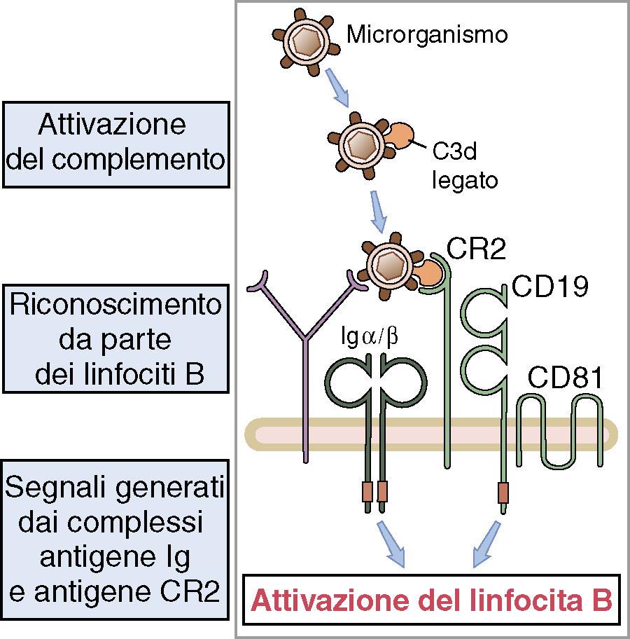 Il secondo segnale del BCR: sistema del complemento L attivazione del complemento scatena la proteolisi del fattore C3: si genera il fattore C3d.