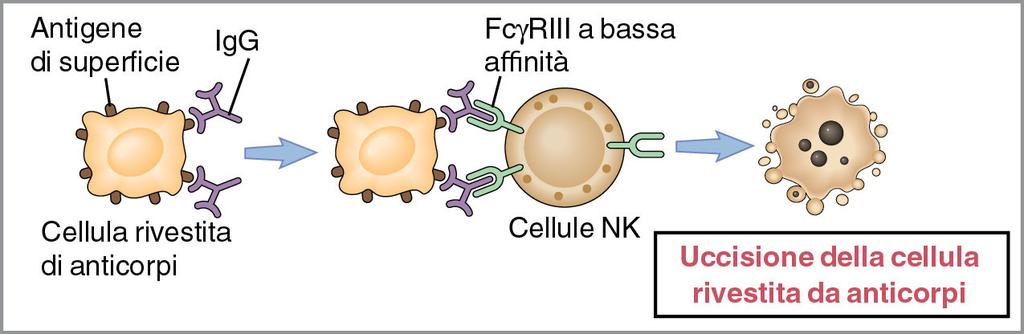Citotossicità cellulare anticorpo-dipendente (ADCC) Isotipo anticorpale IgG Modalità di azione Mediata da cellule NK Molecole coinvolte Recettore