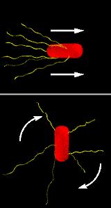 Flagello batterico È il motore più piccolo e più complesso Ha un diametro di 30 nm; Ruota a 270 RPS (16200 RPM); Efficienza energetica vicina al 100%; Fa ruotare il filamento attraverso una serie di
