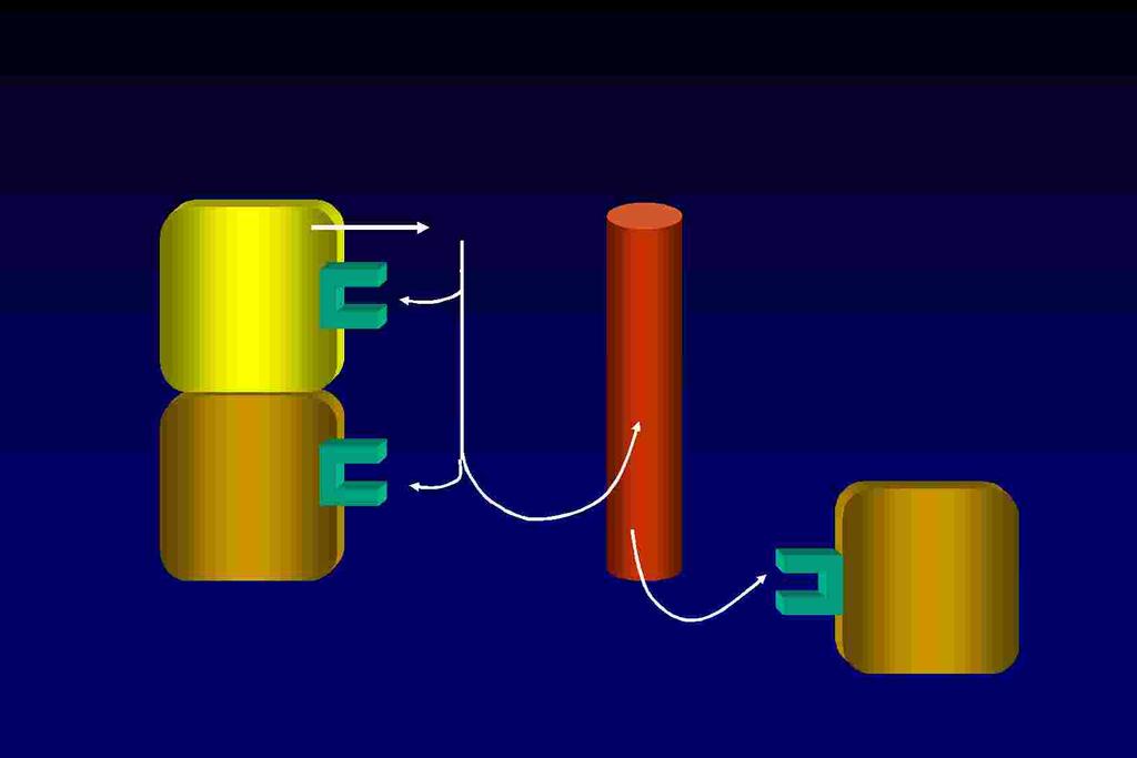 Topografia dell azione ormonale cellula secernente a H b H