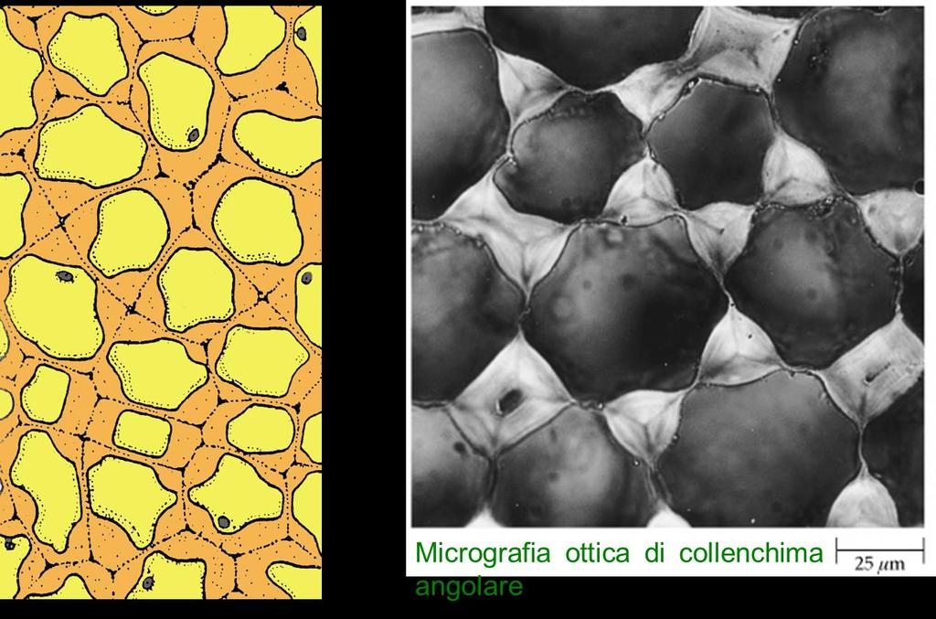 Collenchima angolare Esistono diversi tipi di