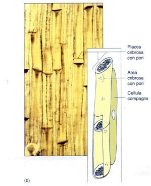 (tracheofite) Esclusive delle