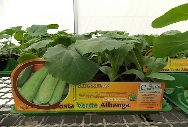 PIANTE ANGURIA F1 CETRIOLO F1 MELONE